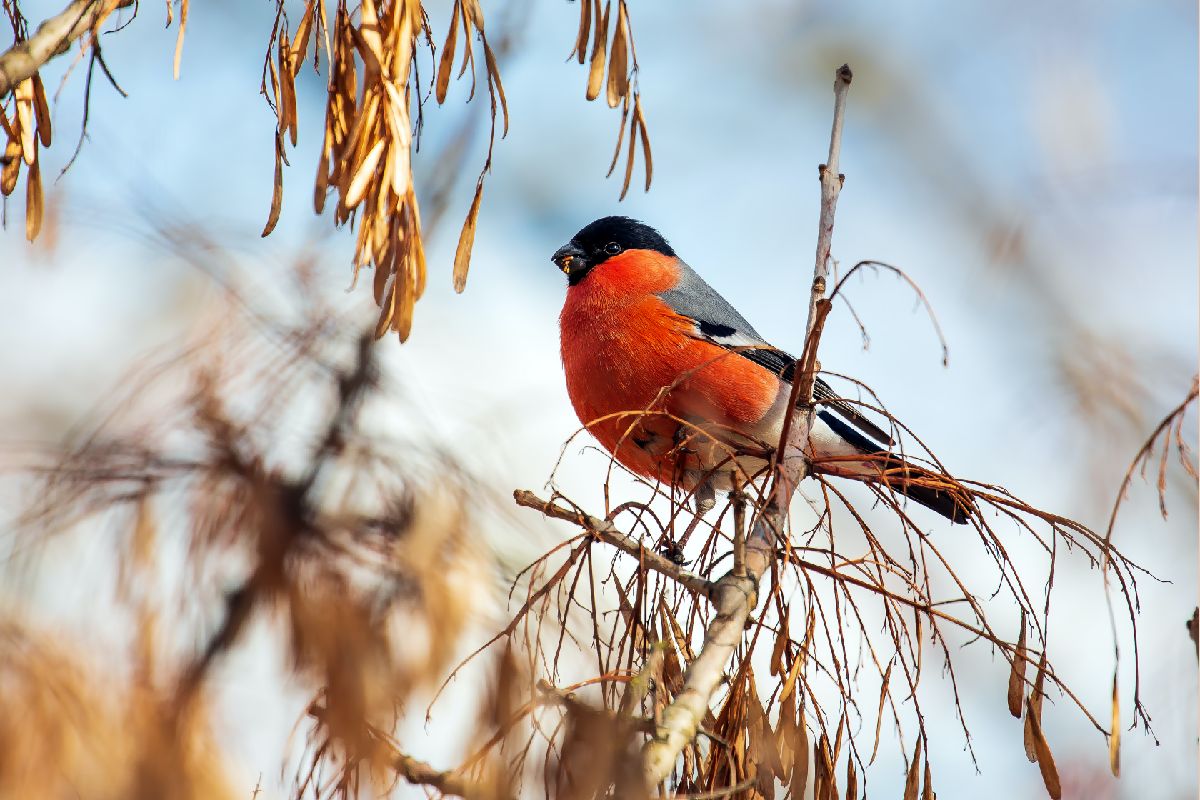 Eurasian Bullfinch