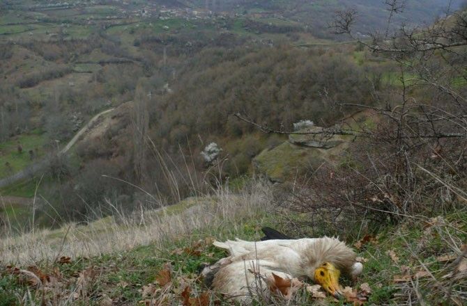 Egyptian Vulture poisoned near its breeding grounds on the Balkan Peninsula © BSPB (Bulgarian Society for the Protection of Birds)