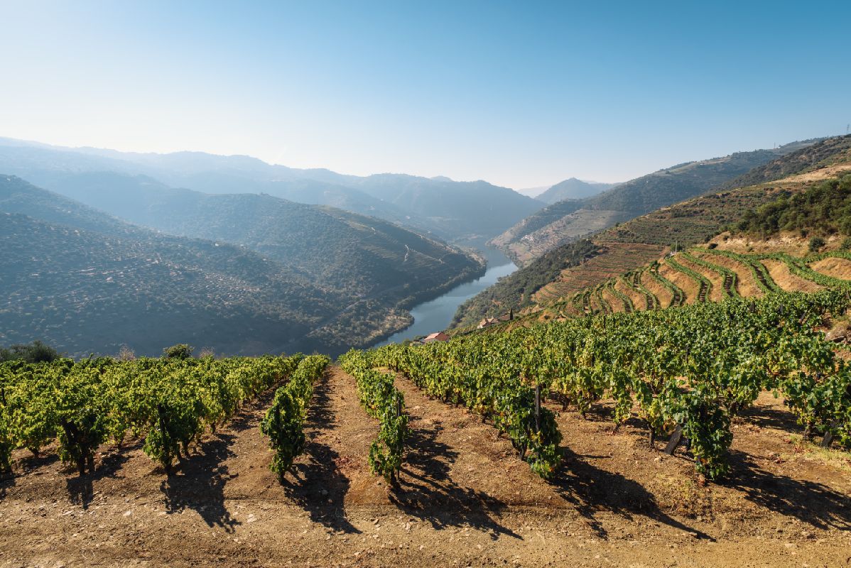 Douro Valley Vineyards - Douro, Portugal