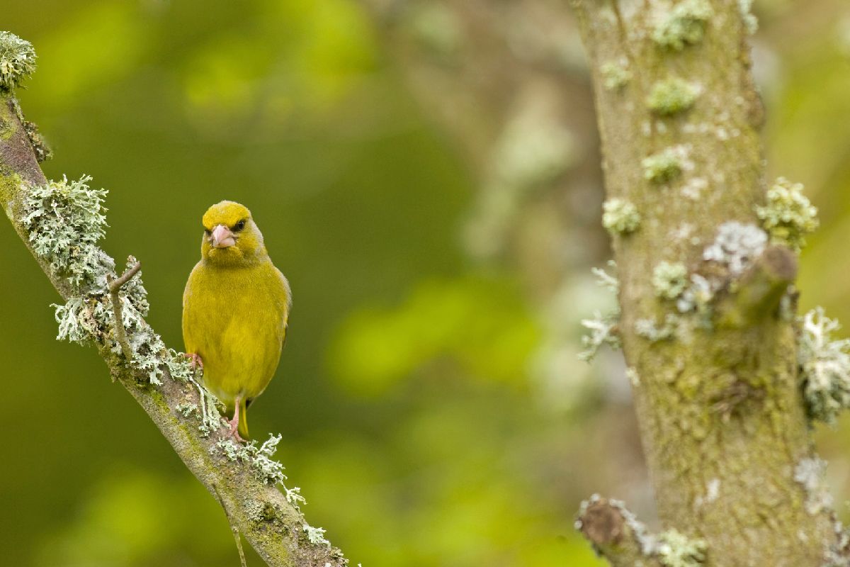 Male greenfinch - image courtesy of RSPB