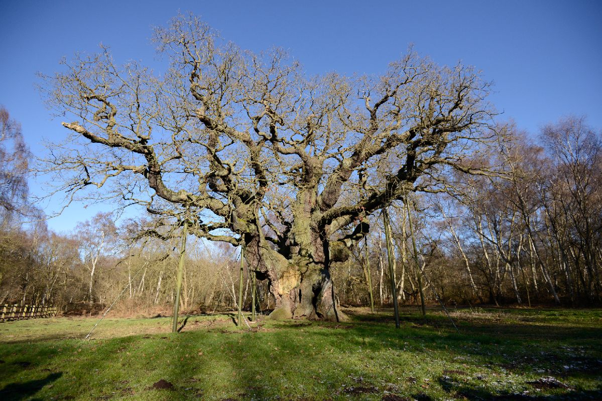 The Great Oak, Sherwood, Nottinghamshire - image courtesy of RSPB